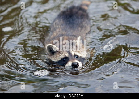 Procione comune (Procione lotor), tre mesi di età giovane animale nuoto, Germania Foto Stock