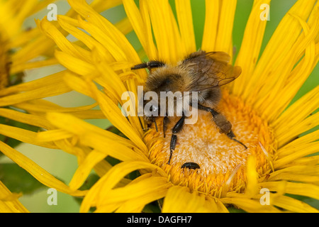 Carda bee, comune carda bee (Bombus pascuorum, Bombus agrorum), su Inula, Germania Foto Stock