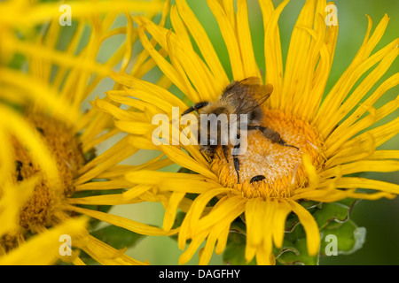 Carda bee, comune carda bee (Bombus pascuorum, Bombus agrorum), su Inula, Germania Foto Stock