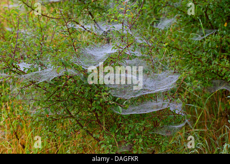 Foglio-web weaver, linea di tessitura spider, Linea weaver (Linyphia triangularis), spiderwebs con morningdew, Germania Foto Stock