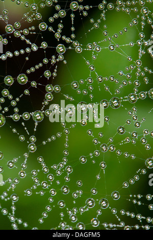 Foglio-web weaver, linea di tessitura spider, Linea weaver (Linyphia triangularis), spiderweb con morningdew, Germania Foto Stock
