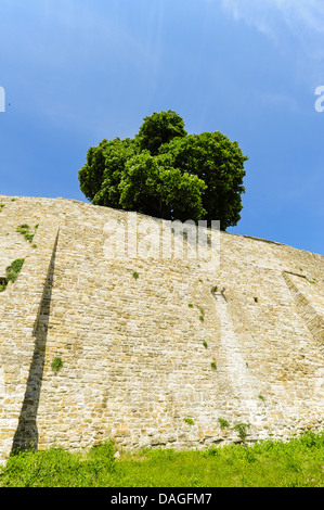 Istria, Croazia Motovun Foto Stock