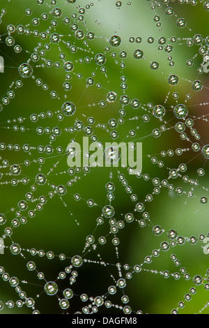 Foglio-web weaver, linea di tessitura spider, Linea weaver (Linyphia triangularis), spiderweb con morningdew, Germania Foto Stock