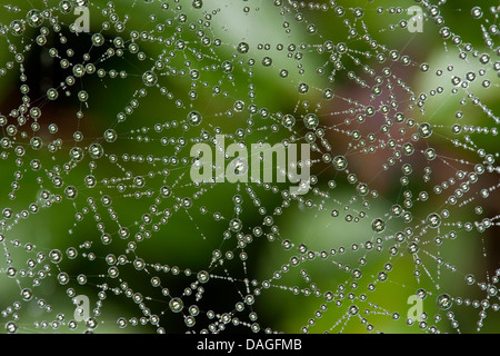 Foglio-web weaver, linea di tessitura spider, Linea weaver (Linyphia triangularis), spiderweb con morningdew, Germania Foto Stock