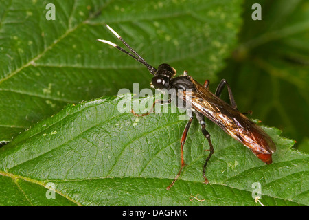 Sawfly Tenthredo (cfr colon, Tenthredella cfr colon), maschio, Germania Foto Stock