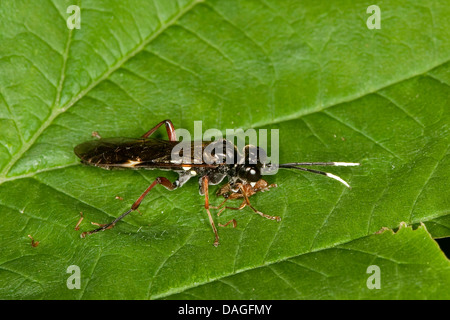 Sawfly Tenthredo (cfr colon, Tenthredella cfr colon), maschio con la preda, Germania Foto Stock