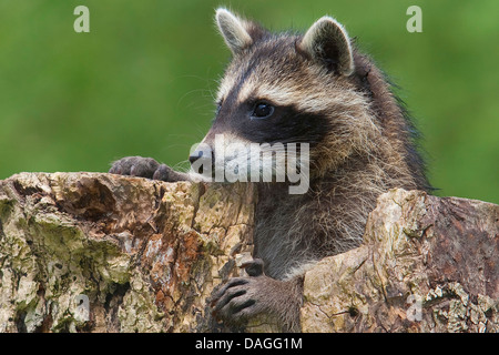 Procione comune (Procione lotor), tre mesi di età giovane animale guardando al di fuori di un foro albero, Germania Foto Stock