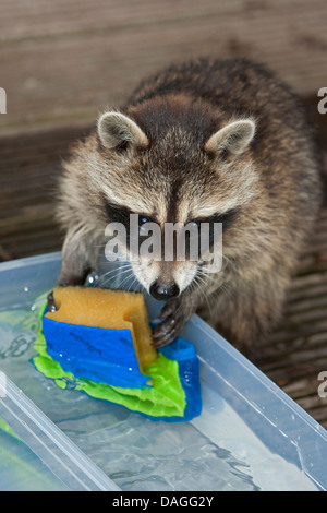 Procione comune (Procione lotor), dolce animale giovane giocando con acqua, spugna e panno, Germania Foto Stock