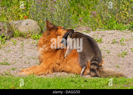 Procione comune (Procione lotor), mano-sollevato il novellame di raccoon giocando con il cane in un prato, Germania Foto Stock