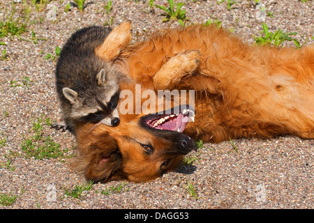 Procione comune (Procione lotor), mano-sollevato il novellame di raccoon giocando con il cane, Germania Foto Stock