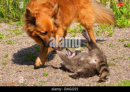 Procione comune (Procione lotor), mano-sollevato il novellame di raccoon giocando con il cane, Germania Foto Stock