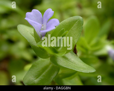 Rossa gigante, Bacopa Bacopa limone, acqua issopo (Bacopa caroliniana), fioritura Foto Stock