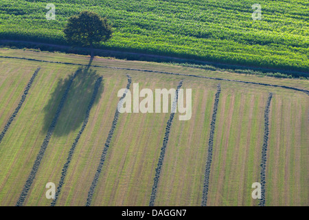 Zona agricola con campi, praterie e albero singolo dall'aria in primavera, Belgio, Kempen Foto Stock