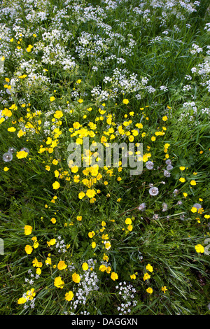 Mucca prezzemolo, cerfoglio selvatico (Anthriscus sylvestris), fiore prato con cow parsleys e crow foot, Belgio Foto Stock