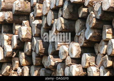 Accatastati tronchi di alberi, Belgio Foto Stock