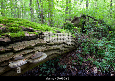 Zoccolo fungo, tinder staffa (Fomes fomentarius), su un albero morto tronco, Belgio Foto Stock