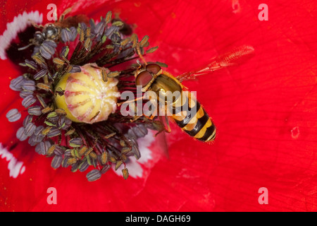 Hover fly (Syrphus spec.), maschio visitando un fiore per raccogliere il polline, Germania Foto Stock