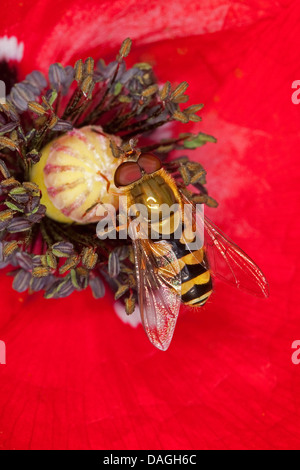 Hover fly (Syrphus spec.), maschio visitando un fiore per raccogliere il polline, Germania Foto Stock