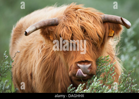 Highland scozzesi bovini (Bos primigenius f. taurus), alimentazione da una boccola, Belgio, Gelderse Poort Foto Stock