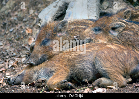 Il cinghiale, maiale, il cinghiale (Sus scrofa), dormendo shotes, Belgio, Parkbos meiveld Foto Stock