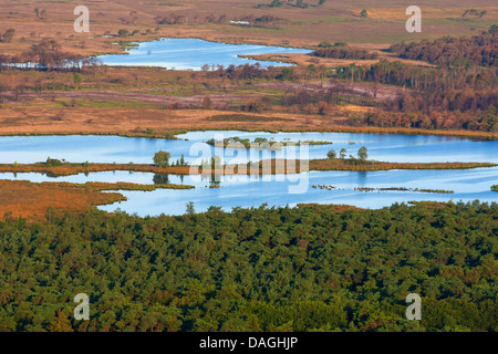 Pino silvestre, pino silvestre (Pinus sylvestris), vista aerea di Kalmthoutse Heide, Belgio, Stappersven Foto Stock