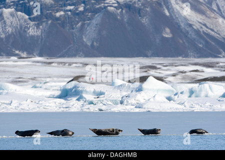 Guarnizione di tenuta del porto, guarnizione comune (Phoca vitulina), gruppo giacente in una fila sul ghiaccio e riposo, Islanda Foto Stock