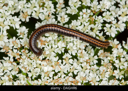 Striped millepiedi, Striped-Millipede (Ommatoiulus sabulosus), sui fiori bianchi, Germania Foto Stock