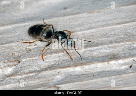 Nero Garden ant, comune Black Ant (cfr. Lasius niger), Queen, Germania Foto Stock