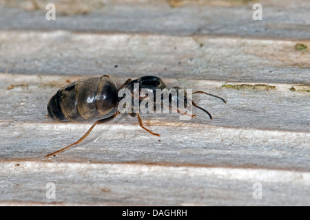 Nero Garden ant, comune Black Ant (cfr. Lasius niger), queen, Germania Foto Stock