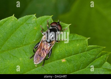 Hoverfly, passare il puntatore del mouse-fly (Tropidia scita), su una foglia, Germania Foto Stock