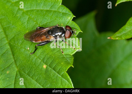 Hoverfly, passare il puntatore del mouse-fly (Tropidia scita), su una foglia, Germania Foto Stock