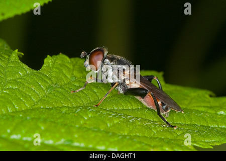 Hoverfly, passare il puntatore del mouse-fly (Tropidia scita), su una foglia, Germania Foto Stock