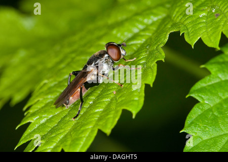 Hoverfly, passare il puntatore del mouse-fly (Tropidia scita), su una foglia, Germania Foto Stock