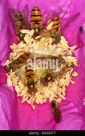 La marmellata di arance hoverfly (Episyrphus balteatus), varie hoverflies su un fiore rosa, rosa rugosa, Germania Foto Stock