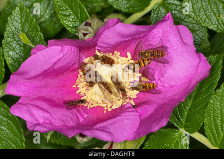 La marmellata di arance hoverfly (Episyrphus balteatus), varie hoverflies su un fiore rosa, rosa rugosa, Germania Foto Stock