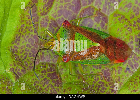 Biancospino Shieldbug (Acanthosoma haemorrhoidale), su una foglia, Germania Foto Stock