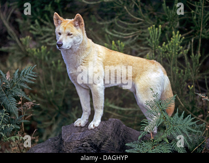 Dingo (Canis lupus dingo), in piedi su un treesnag, Australia Foto Stock