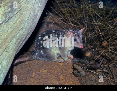 Quoll Orientali o nativi cat (Dasyurus viverrinus), di notte, Australia Foto Stock