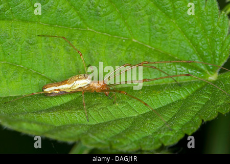 A lungo a ganasce spider, lunga a ganasce tessitori orb (Tetragnatha montana), su una foglia, Germania Foto Stock