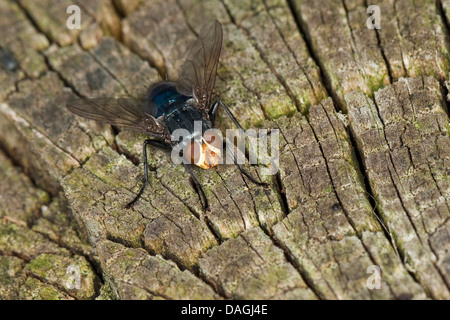 Bluebottle Blow Fly, mosca carnaria (Cynomya mortuorum, Cynomya hirta), seduti su legno, Germania Foto Stock