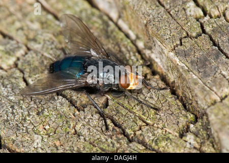 Bluebottle Blow Fly, mosca carnaria (Cynomya mortuorum, Cynomya hirta), seduti su legno, Germania Foto Stock