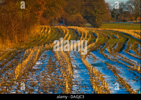 Mais indiano, mais (Zea mays), raccolte campo di mais in inverno, Germania, Bassa Sassonia, Osterholz Foto Stock