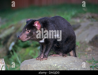 Diavolo della Tasmania (Sarcophilus harrisii, Sarcophilus harrisii), in piedi su una pietra, Australia Tasmania Foto Stock