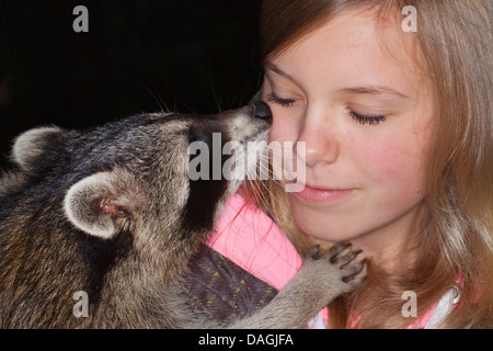 Procione comune (Procione lotor), dolce giovane animale la riproduzione e smooching con una ragazza, Germania Foto Stock