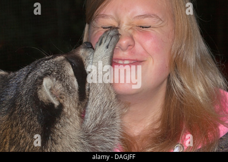 Procione comune (Procione lotor), dolce giovane animale la riproduzione e smooching con una ragazza, Germania Foto Stock