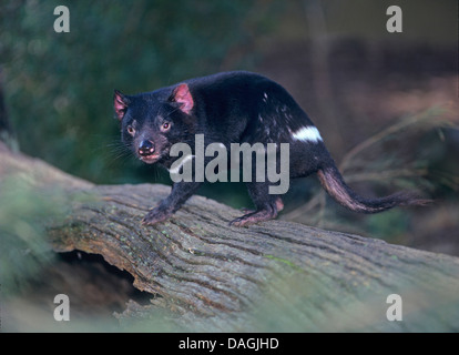 Diavolo della Tasmania (Sarcophilus harrisii, Sarcophilus harrisii), guardando alla fotocamera, Australia Tasmania Foto Stock