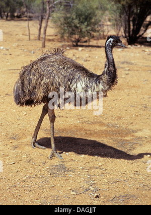 Emu (Dromaius novaehollandiae), nell'outback, Australia Foto Stock