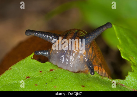 Roundback lumache, roundback, lumache di terra, terra slug (Arion spec.), alimentazione su una foglia, Germania Foto Stock