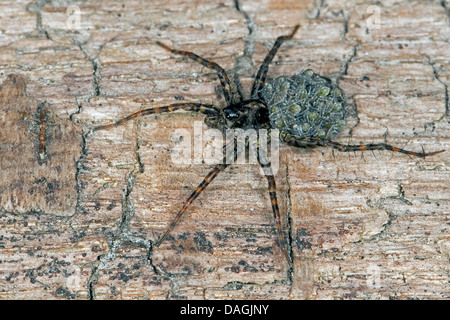 Spotted Wolf spider (cfr. Pardosa amentata), femmina con i ragazzi sul retro, Germania Foto Stock