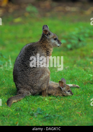 Tammar wallaby, dama wallaby (Macropus eugenii), con cucciolo su un prato, Australia Foto Stock